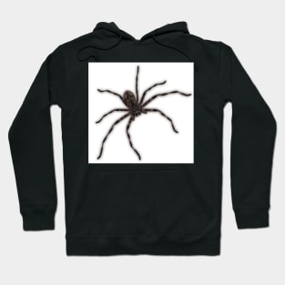 Huntsman Spider (Delena cancerides) Hoodie